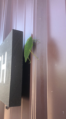 Microcentrum retinerve