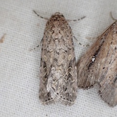 Spodoptera exigua