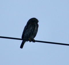 Glaucidium brasilianum