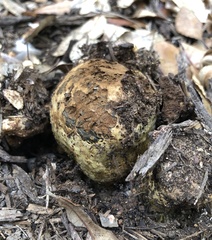 Pisolithus