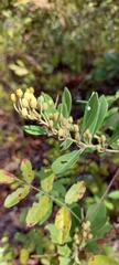 Lyonia fruticosa