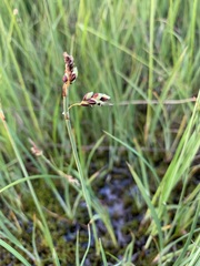 Carex rariflora