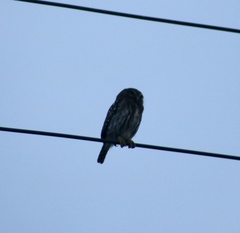 Glaucidium brasilianum