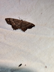 Hypagyrtis
