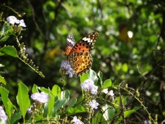 Argynnis hyperbius