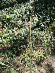 Sorghum