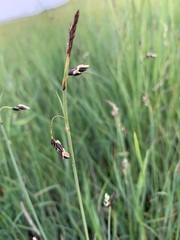 Carex rariflora