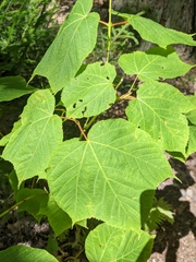Acer