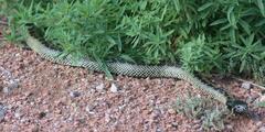 Lampropeltis splendida