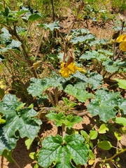 Proboscidea althaeifolia