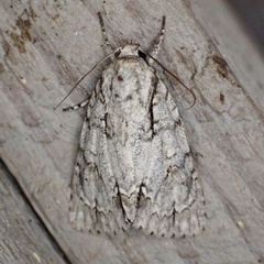 Acronicta