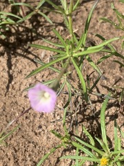 Ipomoea costellata