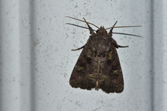 Lacinipolia renigera