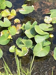 Nuphar advena
