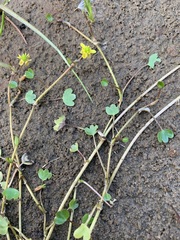 Ranunculus hyperboreus