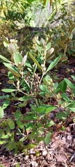 Lyonia fruticosa