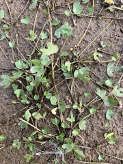 Ranunculus hyperboreus