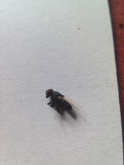 Physiphora alceae