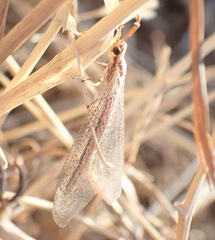 Macronemurus appendiculatus