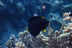 Chaetodontoplus meredithi