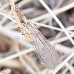 Macronemurus appendiculatus