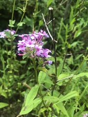 Phlox maculata