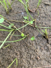 Ranunculus hyperboreus