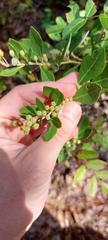Lyonia fruticosa