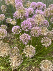 Allium schoenoprasum