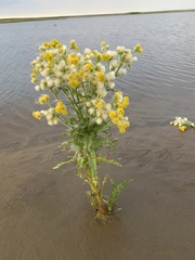 Tephroseris palustris