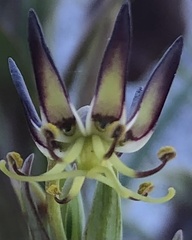Ornithoglossum