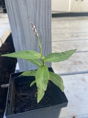 Persicaria pensylvanica