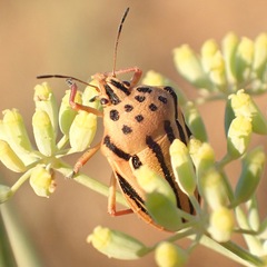 Graphosoma semipunctatum