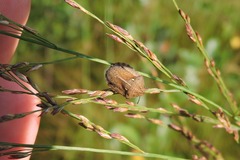 Eurygaster testudinaria