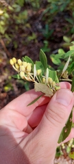 Lyonia fruticosa