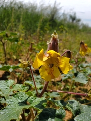 Proboscidea althaeifolia