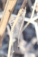 Macronemurus appendiculatus