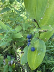 Polygonatum