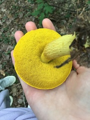 Retiboletus