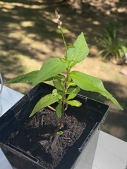 Persicaria pensylvanica
