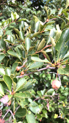Crataegus crus-galli