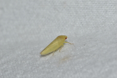Gyponana octolineata