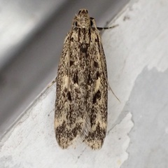 Martyringa latipennis