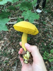 Retiboletus