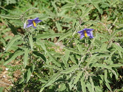 Solanum elaeagnifolium