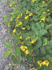 Chamaecrista
