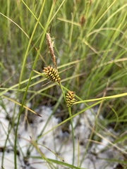 Carex rotundata