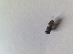 Physiphora alceae