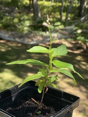 Persicaria pensylvanica