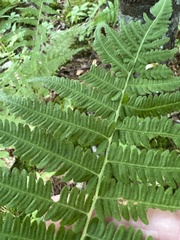 Amauropelta noveboracensis